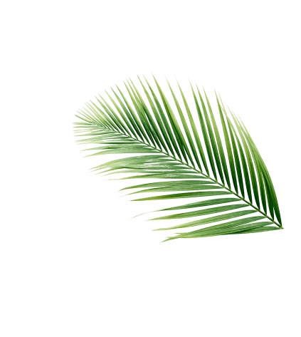 Sobre nós - high angle view tropical palm leaves isolated white backdrop removebg