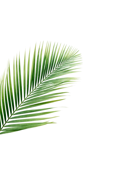 Casa - high angle view tropical palm leaves isolated white backdrop removebg