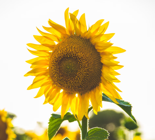 Vitamina B8: Importância para a saúde, consequências de sua deficiência e fontes - image e