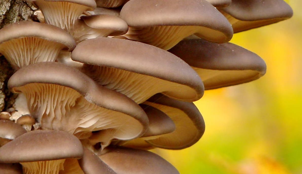 Cobre: Importância para a saúde, consequências de sua deficiência e fontes - image e