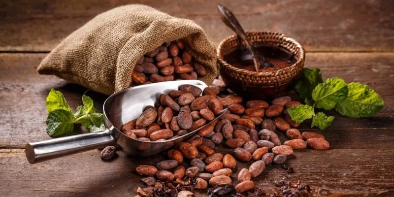 O que é o cacau e como ele influencia na saúde do corpo humano - cacao e