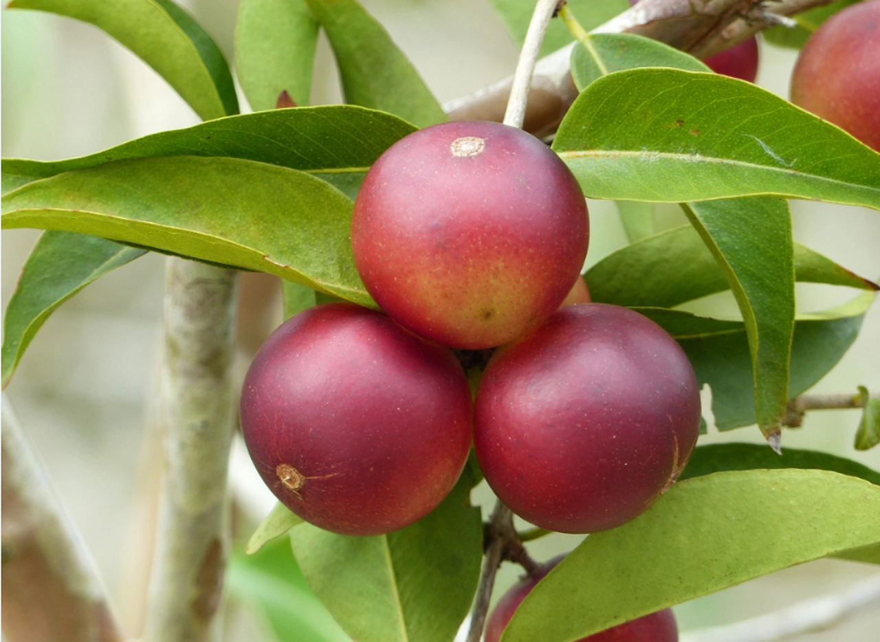 Fruta camu camu: benefícios, usos e como consumi-la diariamente - camu camu Easy Resize com