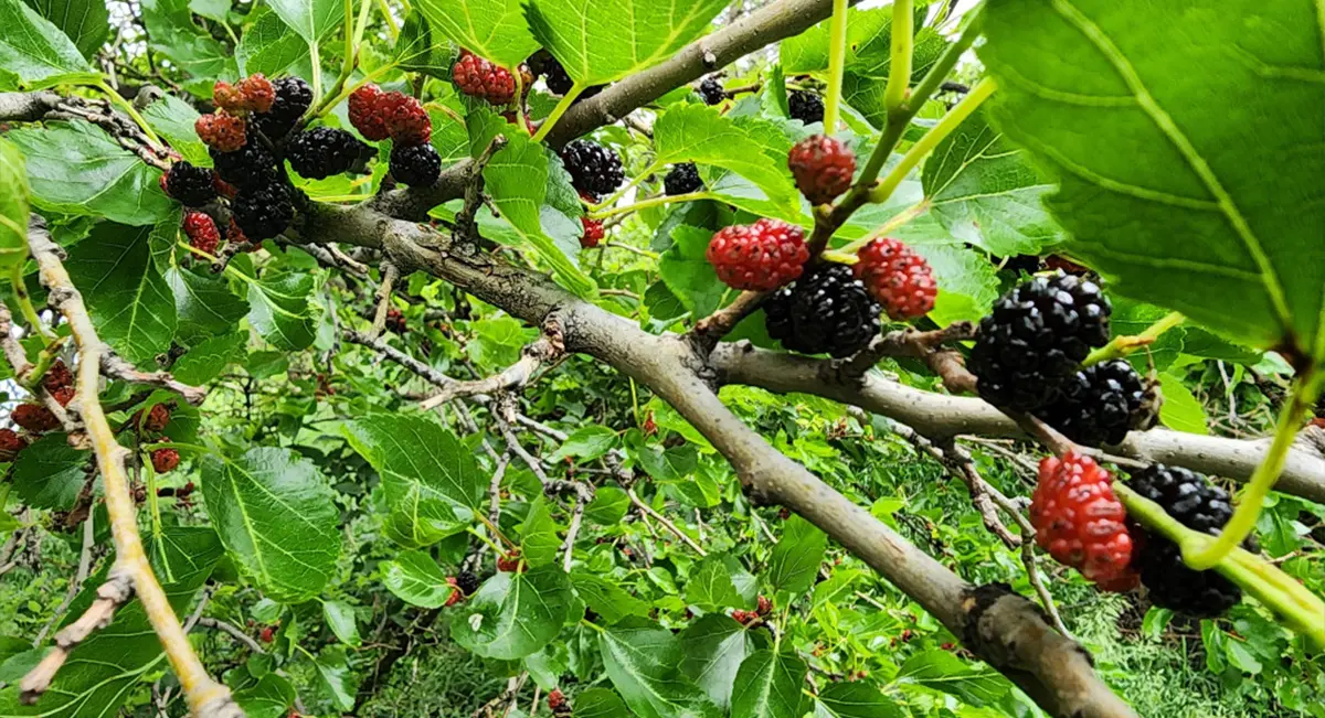 Amoras: fruta rica em antioxidantes com grandes benefícios para a saúde - mulberries