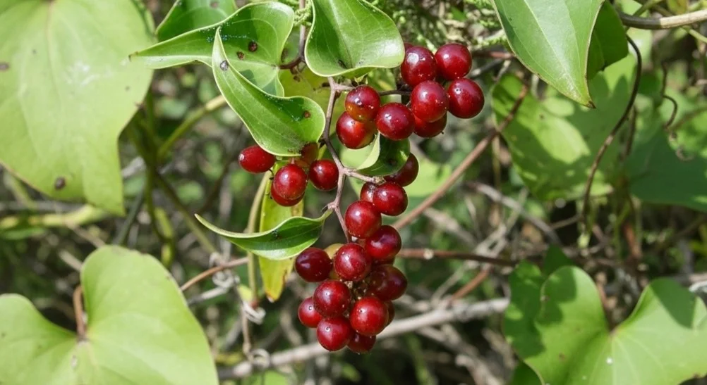 Raiz de smilax: benefícios, usos medicinais e efeitos no corpo humano - Whisk d be a cd ab ae b f dr