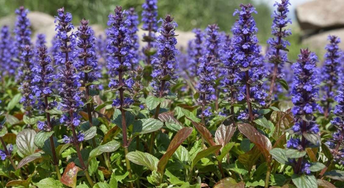 Bugleweed: planta medicinal para o sistema hormonal e a saúde da tireoide - Whisk e da d aaeb d e bb dr