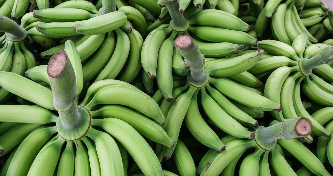 Plátano-da-terra: benefícios, propriedades medicinais e formas de consumi-lo na dieta - Whisk d bf a c ef c dr