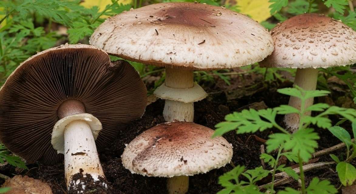 Propriedades do Agaricus blazei: benefícios, usos, dosagem e efeitos - Agaricus