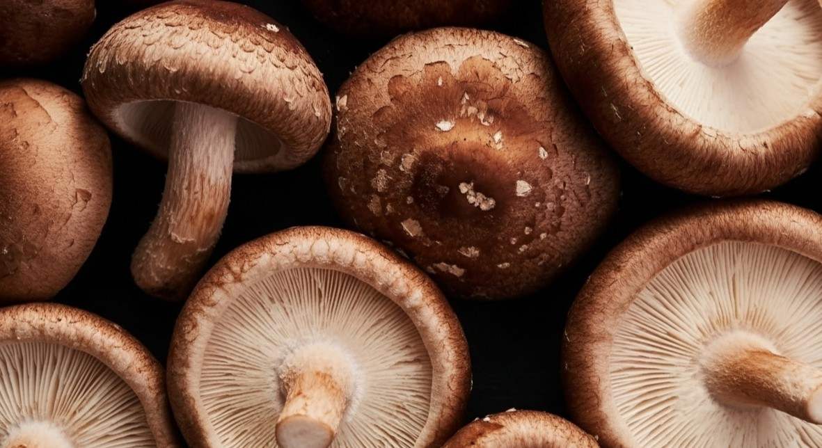 Shiitake: propriedades, benefícios e efeitos do cogumelo medicinal para a saúde - Shiitake